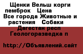 Щенки Вельш корги пемброк › Цена ­ 35 000 - Все города Животные и растения » Собаки   . Дагестан респ.,Геологоразведка п.
